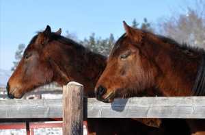 horses